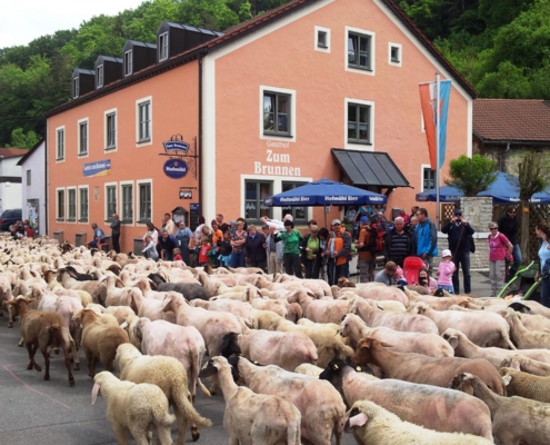 Schafherde beim Altmühltaler Lamm-Auftrieb in Mörnsheim